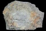 Fossil Crinoid (Dasciocrinus) in Rock - Alabama #69062-1